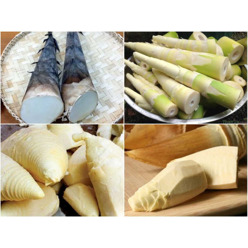 MĂNG TRE - LOẠI MĂNG CỦ VÀNG ĐẶC RUỘT ĐÃ LUỘC - DÙNG NẤU LẨU GÀ LÁ É