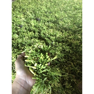 HOA ĐU ĐỦ ĐỰC SẤY KHÔ [300gr]