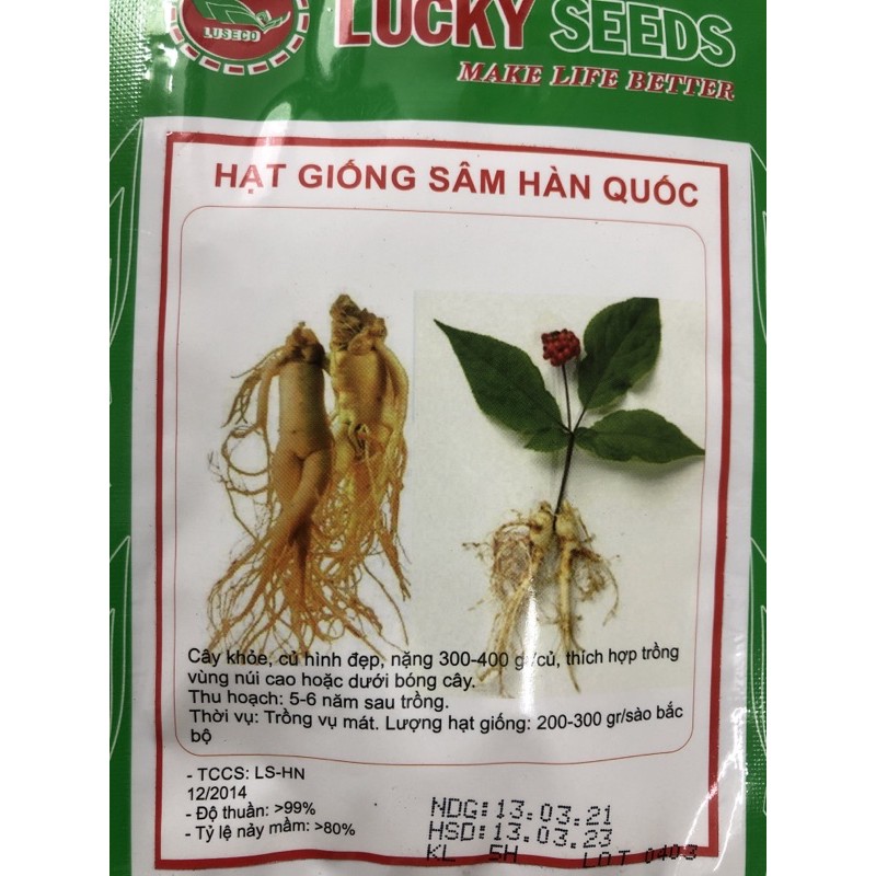 Hạt giống nhân sâm Hàn Quốc 🌱