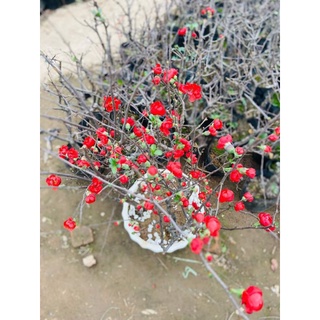Mai Đỏ Chơi Tết