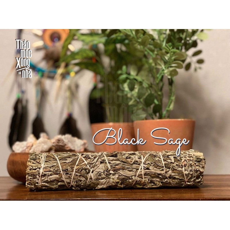 BLACK SAGE XÔ THƠM ĐEN sức mạnh tinh thần - THẢO MỘC XÔNG NHÀ