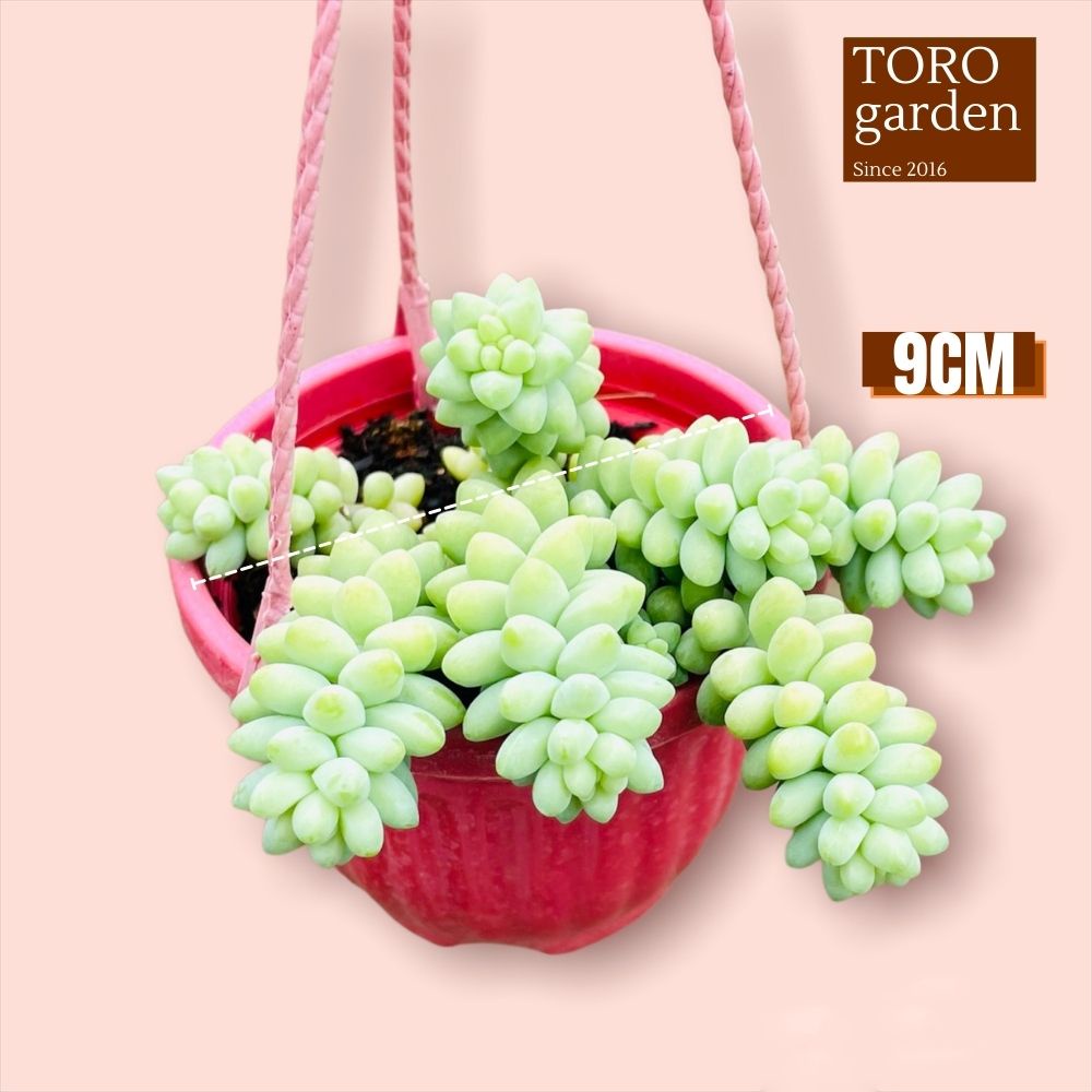 Sen đá chuỗi ngọc bi trồng chậu treo Đà Lạt size 9cm cây cảnh trang trí nhà cửa Toro garden