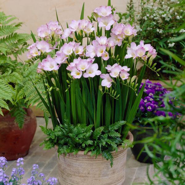 Củ giống hoa lan nam phi hoa màu trắng hồng ( 1 củ tặng kèm viên nén xơ dừa ươm củ ) - STHG2