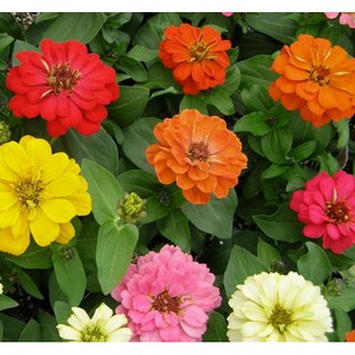 Hạt giống hoa cúc nhi nha thấp cây (Zinnia)