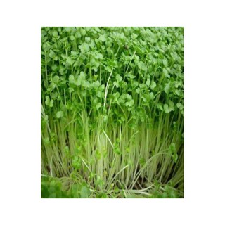 Hạt giống rau mầm cải xanh