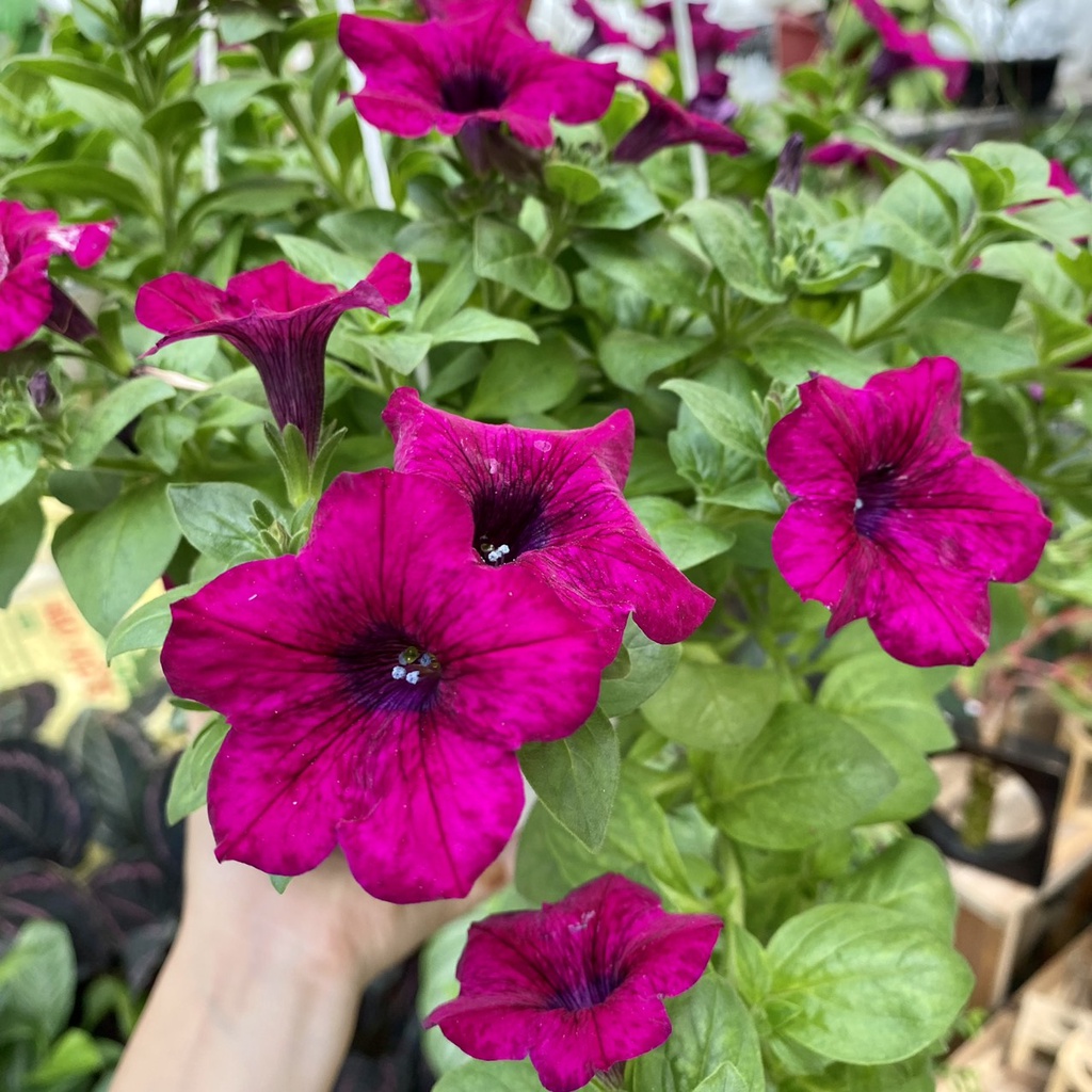 Hoa Dạ Yến Thảo nở 4 mùa dễ chăm sóc