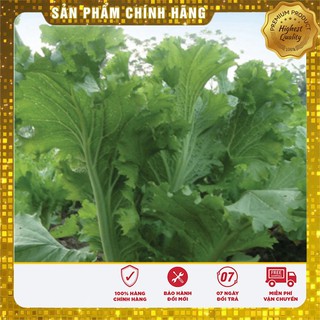 Hạt Giống Cải Bẹ Mào Gà(20 gr)