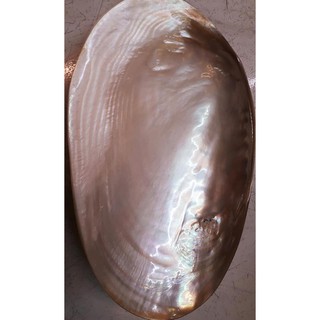 Vỏ Trai trắng lớn