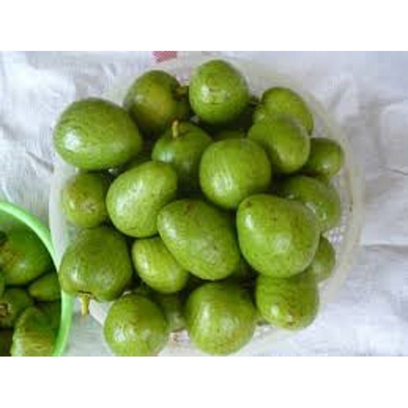 1kg bình bát tươi xanh.an toàn