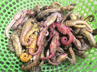 1 Cá ngựa khô