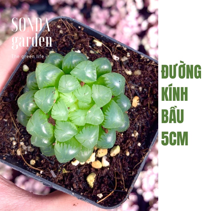 Sen đá kim cương haworthia cooperi SONDA GARDEN size bé 5-7cm, xuất xứ Đà Lạt, khoẻ đẹp, lỗi 1 đổi 1