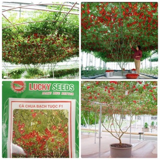 Hạt giống Cà chua bạch tuộc leo Giàn