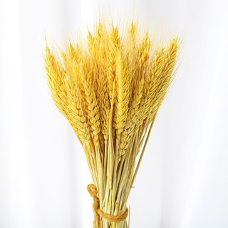 Bó Hoa Bông Lúa Mạch Khô Decor