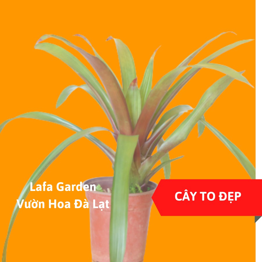 cây hoa phong lộc hoa, cây có hoa màu đỏ giống đuốc nến