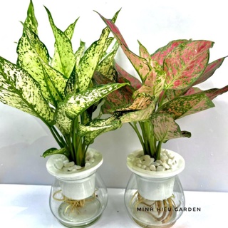 Combo cây ngọc ngân, vạn lộc thủy sinh
