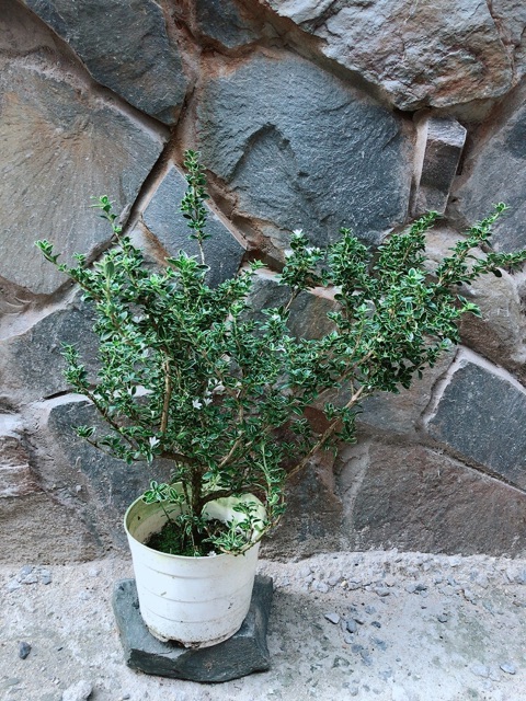 Cây Bạch Tuyết Mai