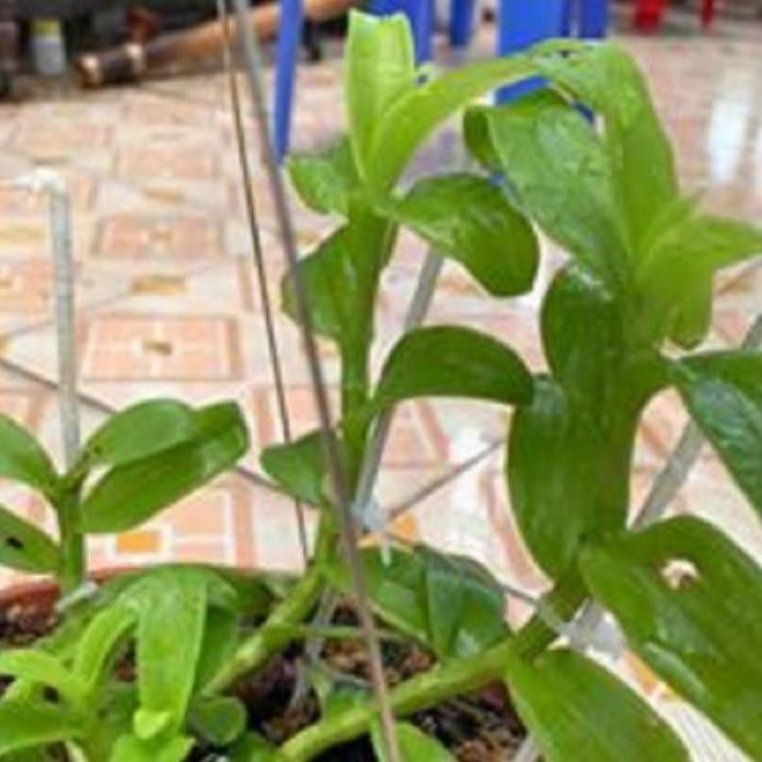 Hoa lan phi điệp-tím yên tử(cao 30cm ,trồng thuần ấm chậu) ki mập khỏe ấm chậu
