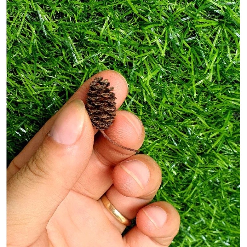 Trái Thông Khô ALDER CONES (Erlenzaphen) - Quả thông giúp tép giảm stress - phụ kiện tép