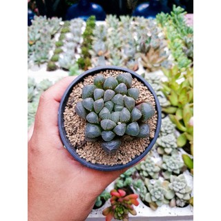 Sen Đá Kim Cương Haworthia số 20