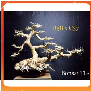 [Siêu Rẻ] [ BonSai ] Gỗ Lũa Thuỷ Sinh D58xC37 dành cho hồ cá cảnh [ Free Ship ] [TS Online37]