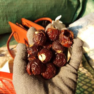 💥💥Bồ hòn Tây nguyên