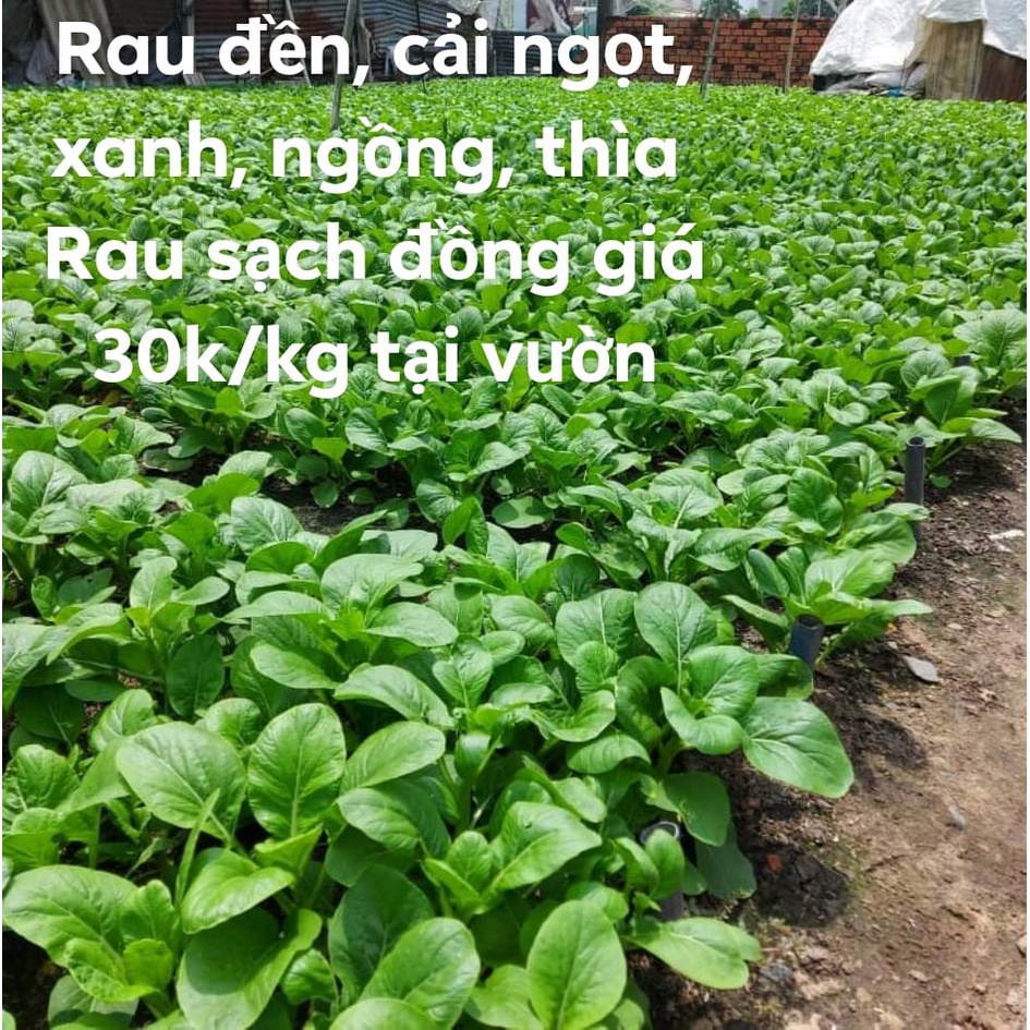 Cải Ngọt Trồng Vườn Rau Sạch 1kg Giao HCM | BigBuy360 - bigbuy360.vn