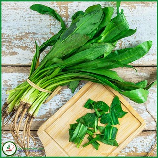 Hạt giống rau Ngò gai TN 22 - 1g