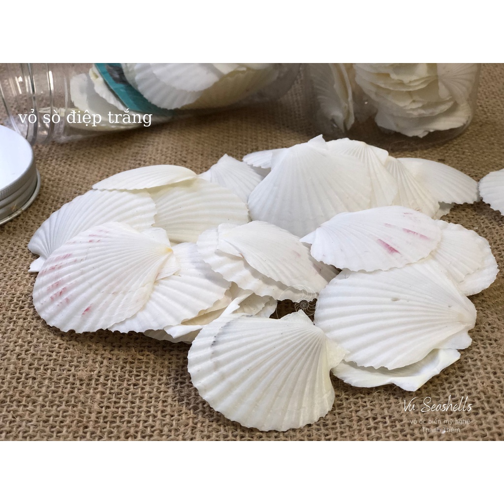 Vỏ Ốc Biển - Hủ Vỏ Sò Điệp Trắng - Dùng Trong Trang Trí - Decor Chụp Ảnh