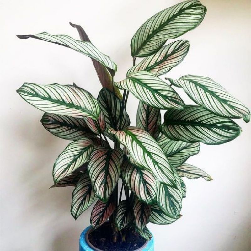 Chậu cứng Đuôi công calathea White star