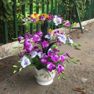 Chậu Lan Cò/Lan Hồ Điệp size vừa