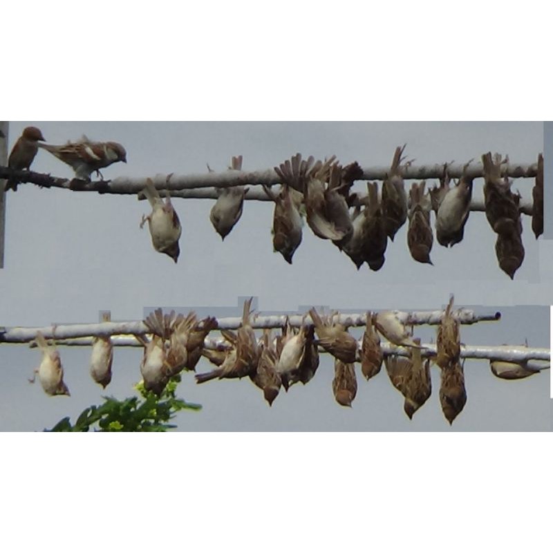 Keo Dính Chim siêu dính lọ 70g - Bẫy Chim Sẻ, khuyên các loại