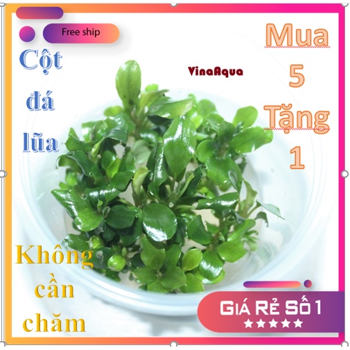 cây thủy sinh bucep xanh VinaAqua nuôi cấy mô 1 cụm_bucep,bucep mini,các loại cây