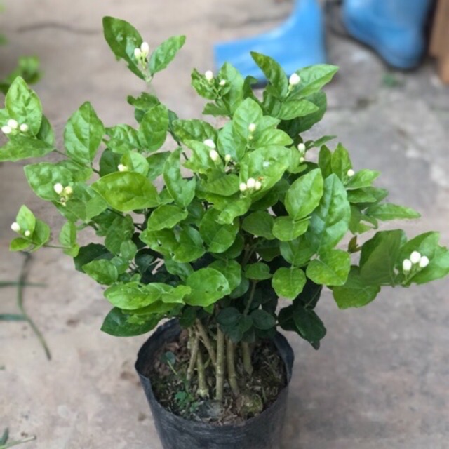Cây hoa nhài giống/ trà lài