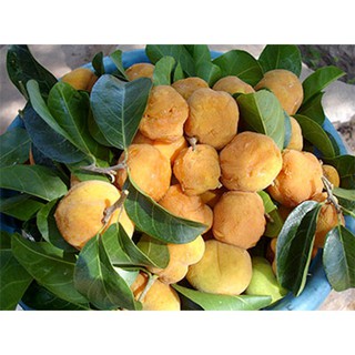 cây giống chay