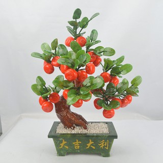 CÂY CAM ĐÁ PHONG THỦY
