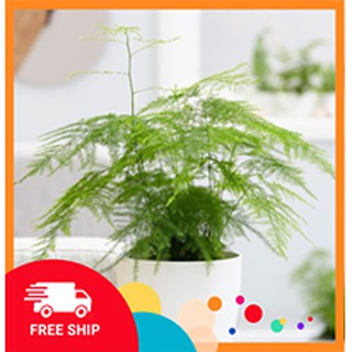 Cây Thuỷ Tùng [Hot] để bàn đẹp đem lại sự sang trọng cùng khí chất thanh cao cho người trồng.