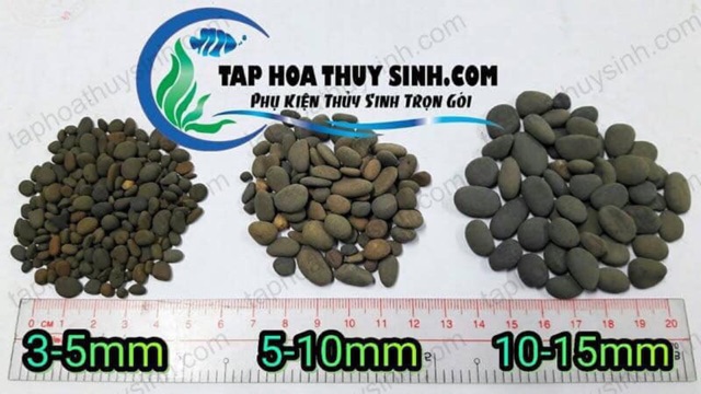 SỎI THÁI TRÃI NỀN HỒ CÁ TÉP BỊCH 1kg