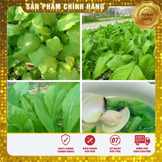 Hạt giống cải mơ lùn số 1 Hà Nội Chịu nhiệt