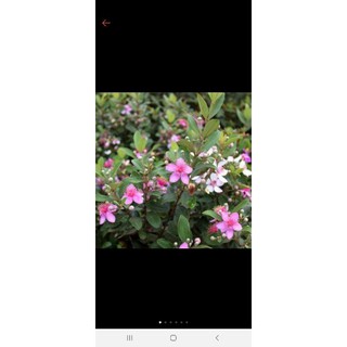 Cây sim ăn quả ảnh2(cao.25cm)