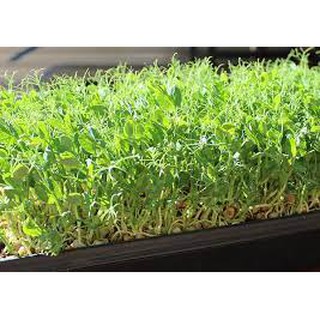 1 KG HẠT GIỐNG RAU MẦM ĐẬU HÀ LAN