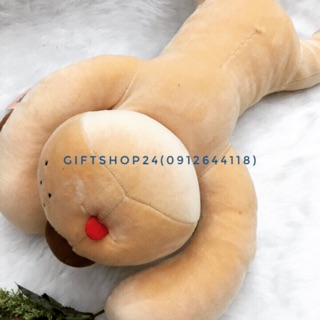 CHÓ MẮT HÍP ( siêm mềm)
