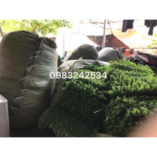 Cỏ Tai Chuột Loại Dày