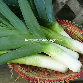 HẠT GIỐNG TỎI TÂY ( HÀNH BOA RÔ)