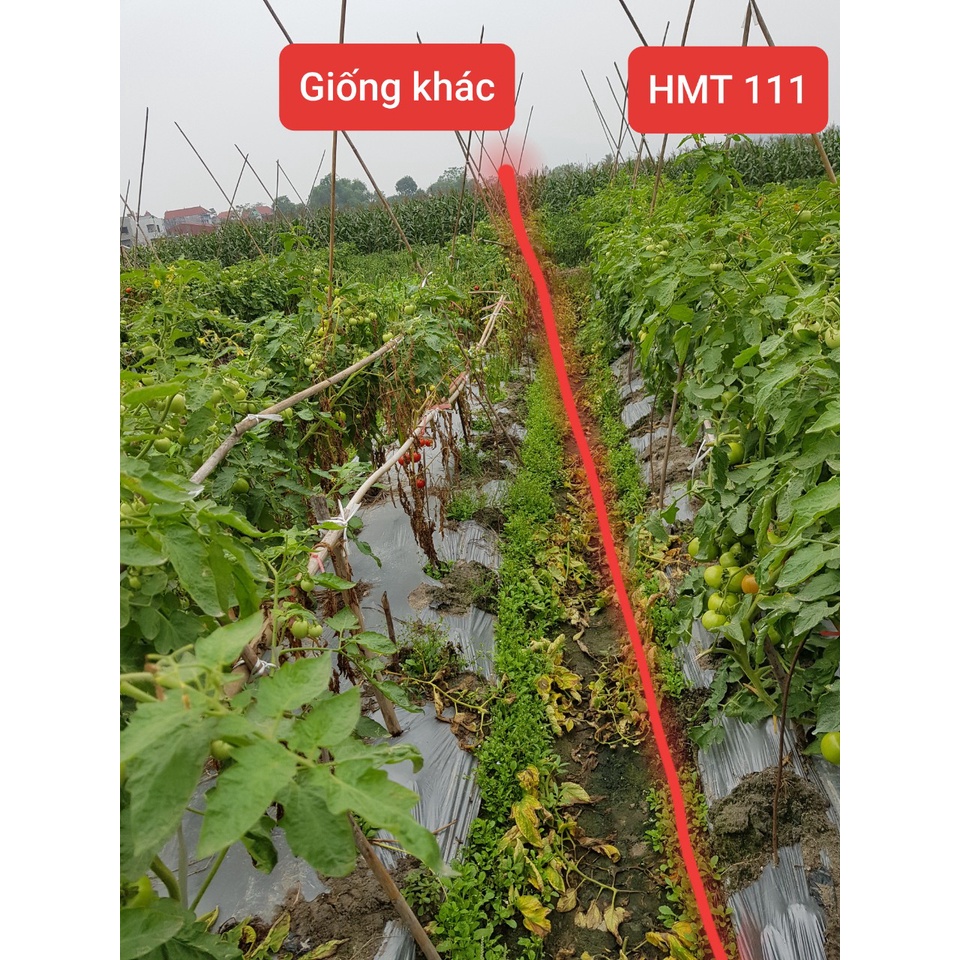 Hạt Giống Cà Chua HMT 111  - Ngon , Qủa To Dễ Trồng