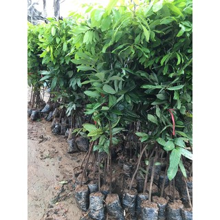 CÂY NHÃN HẠT LÉP QUẢ TO