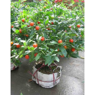 Hạt giống Ớt bi ( ớt kiểng quả tròn ) 1 gói 30 hạt