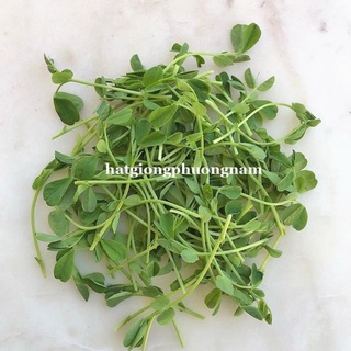 Hạt giống rau mầm đậu hà lan lucky 50gr