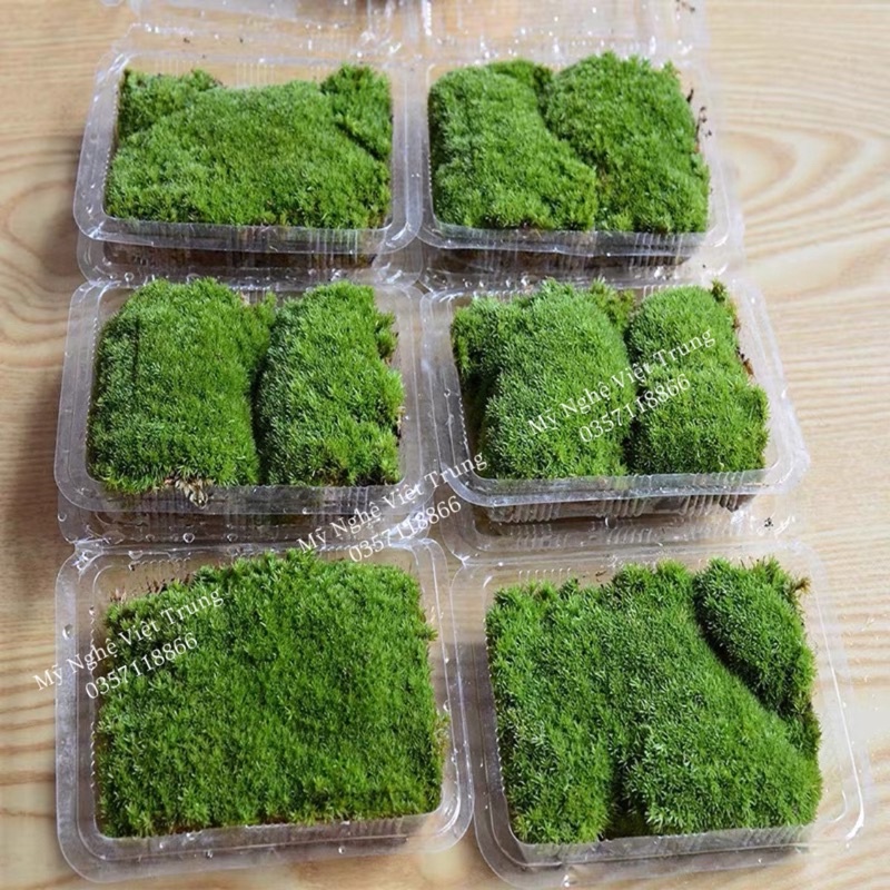 Rêu Đuôi Sóc Khô  Rêu Làm Tiểu Cảnh Đẹp
