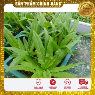 Hạt Giống Rau Diếp Thơm(5gr)