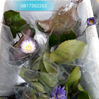 Bộ sản phẩm cây hoa 4 mùa